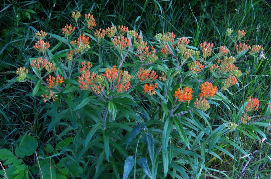 Butterfly Weed