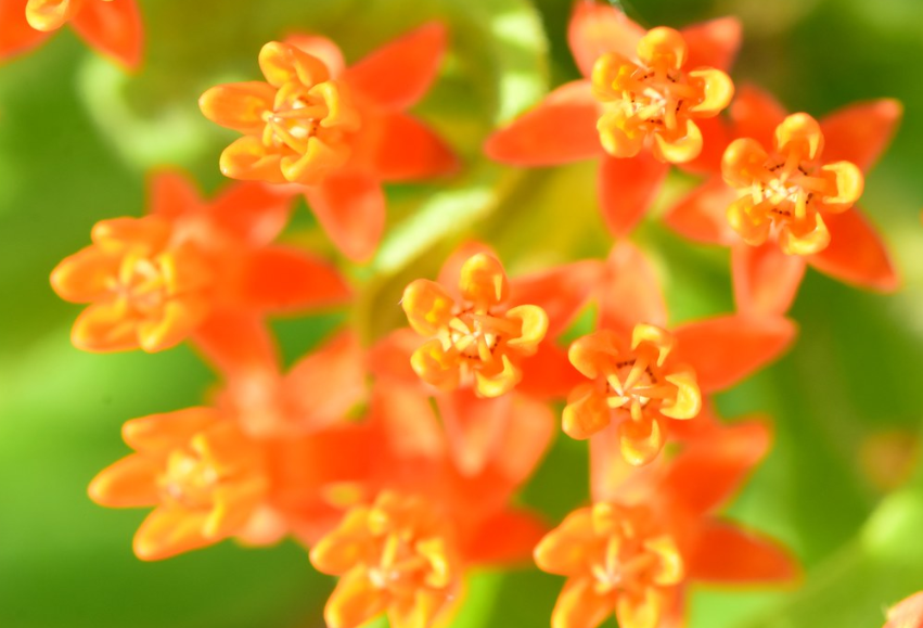 Butterfly Weed