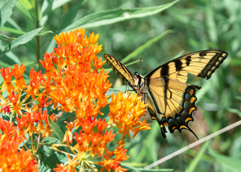 Butterfly Weed