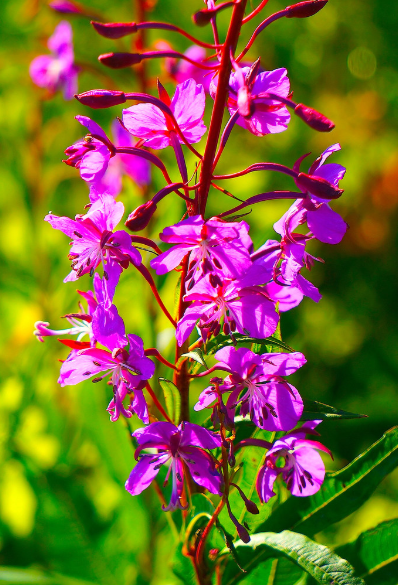 Fireweed