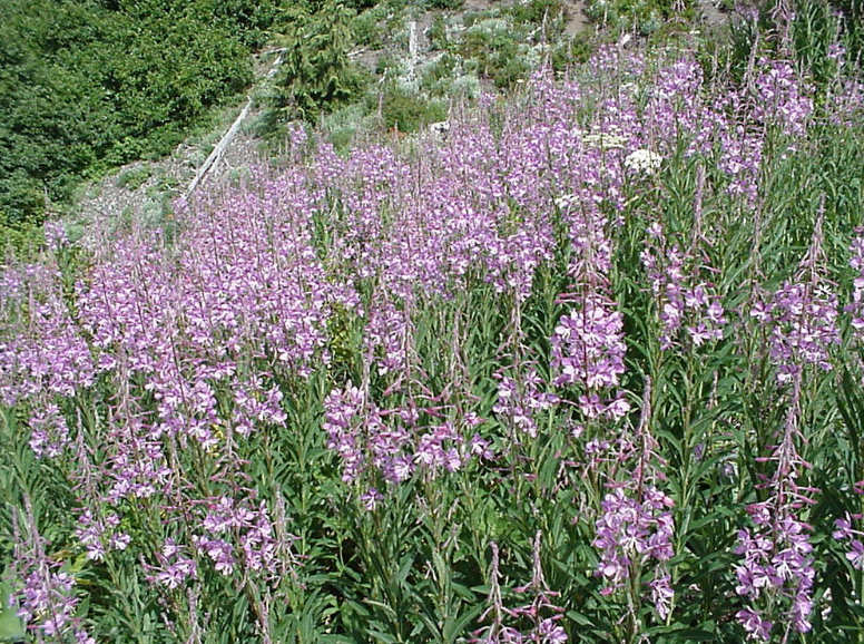Fireweed