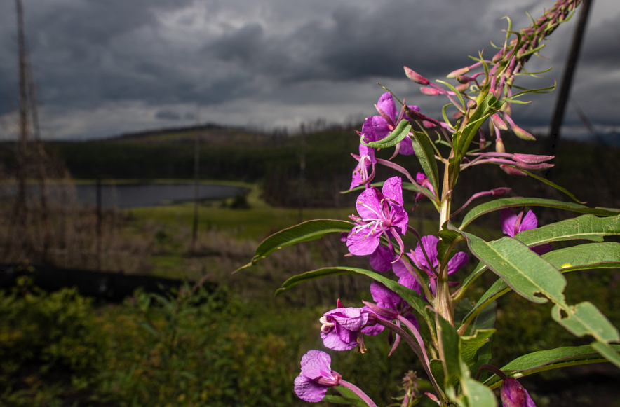 Fireweed