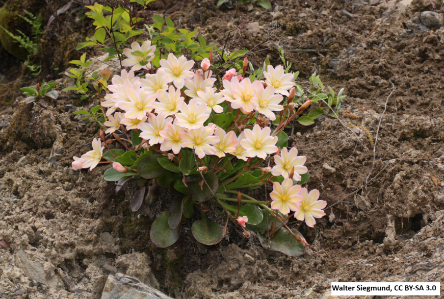 Tweedy's Lewisia