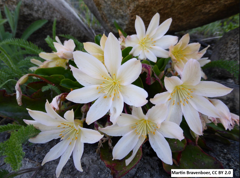 Tweedy's Lewisia