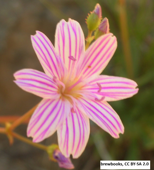Columbia Lewisia