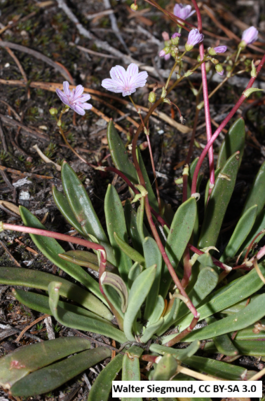 Columbia Lewisia
