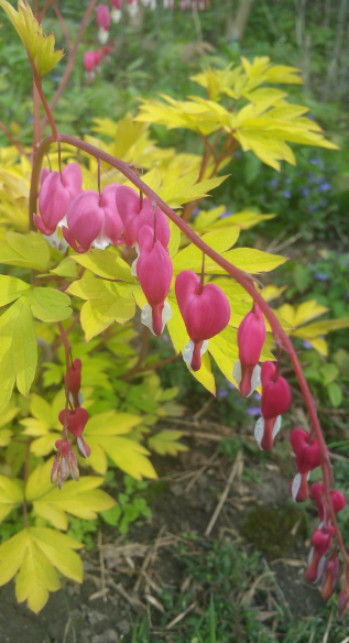 Pacific Bleeding Heart