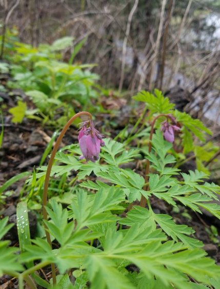 Pacific Bleeding Heart