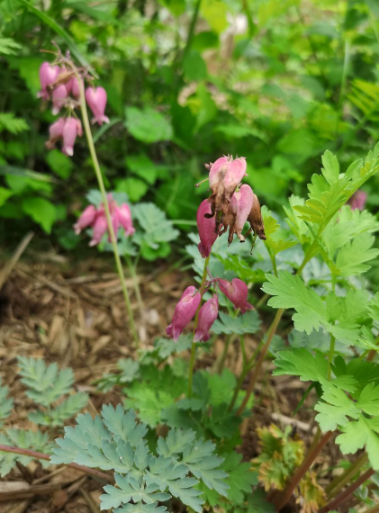 Pacific Bleeding Heart