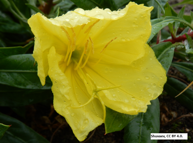 Missouri Evening Primrose
