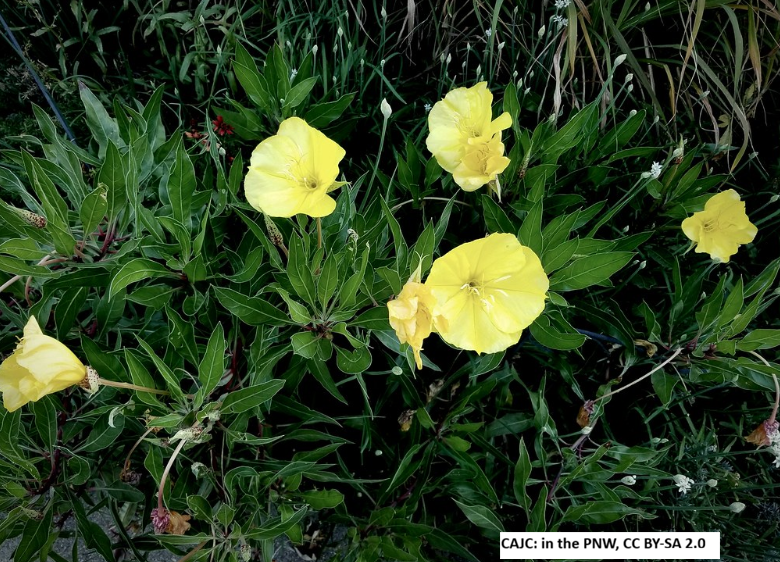 Missouri Evening Primrose