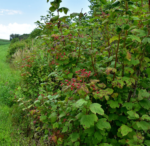 Highbush Cranberry