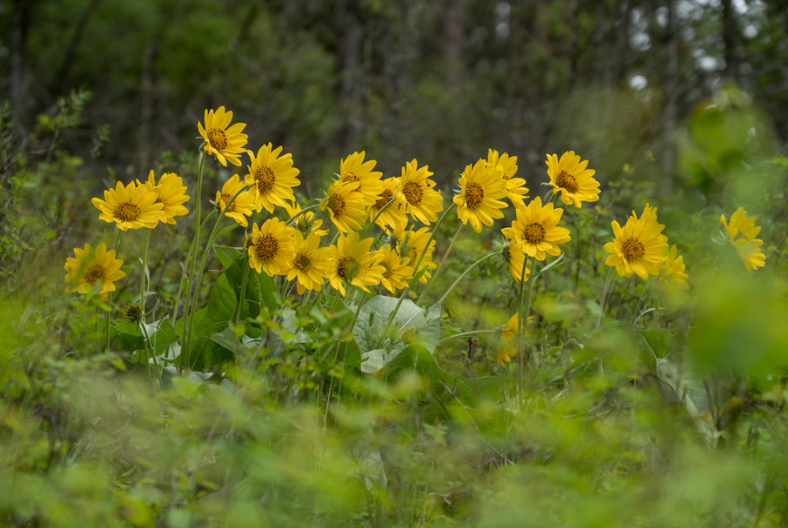 Arrowleaf Balsamroot