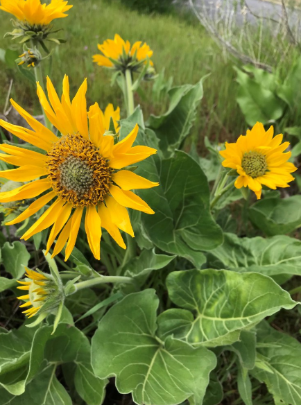 Arrowleaf Balsamroot