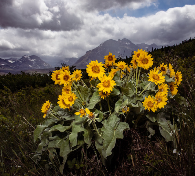 Arrowleaf Balsamroot