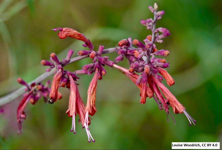 Sunset Hyssop