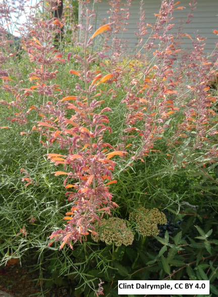 Sunset Hyssop