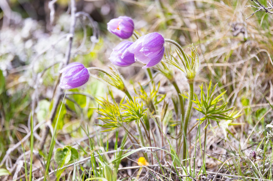 Pasque Flower