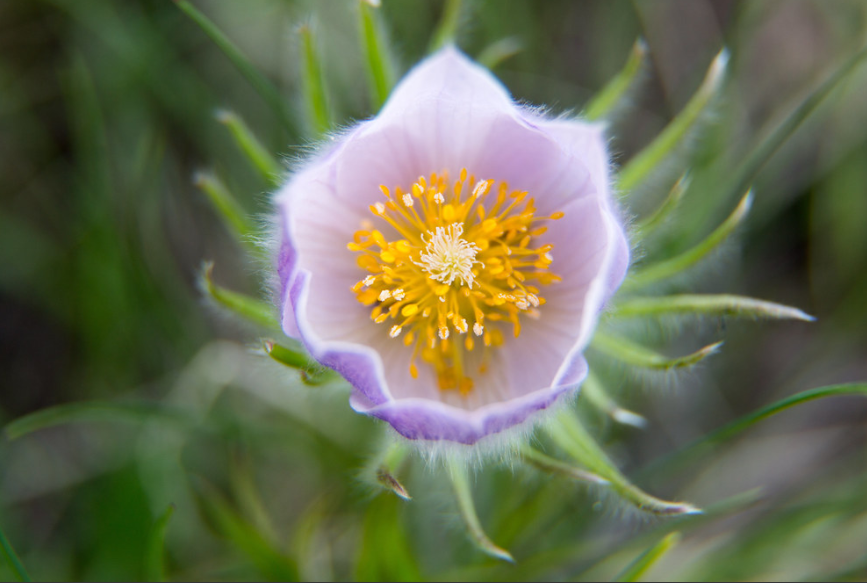 Pasque Flower