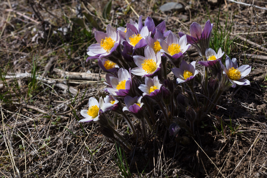 Pasque Flower