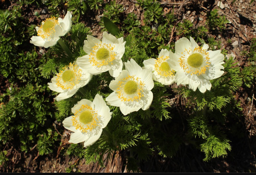 Pasque Flower