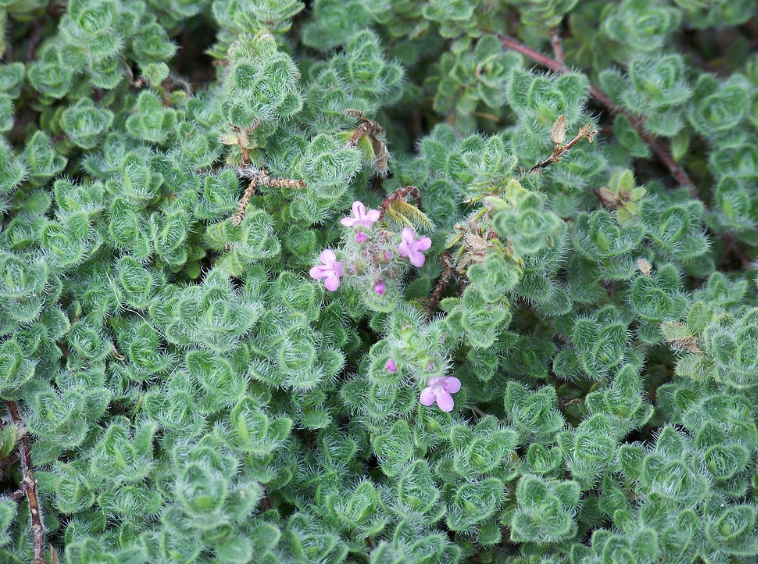 Woolly Thyme