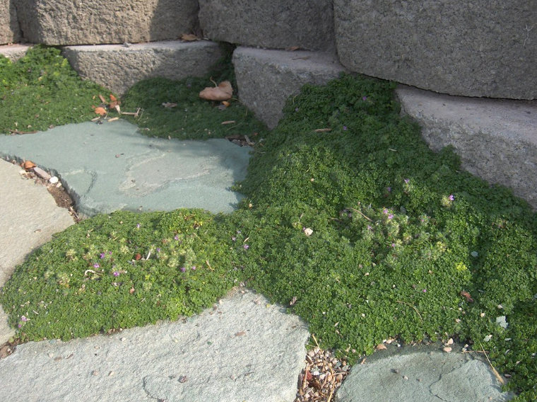 Elfin Thyme