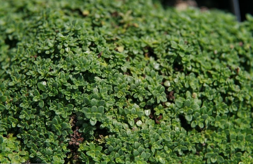 Elfin Thyme