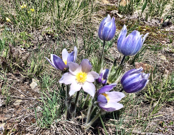 Cutleaf Anemone