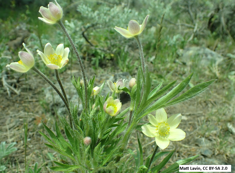 Cutleaf Anemone