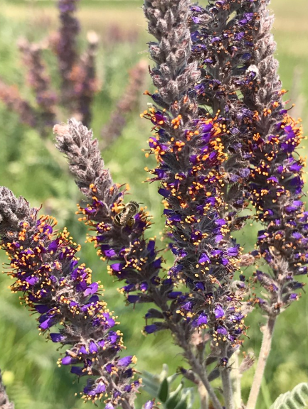 Leadplant