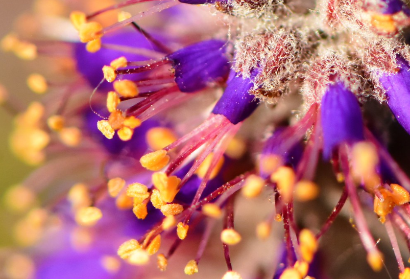 Leadplant