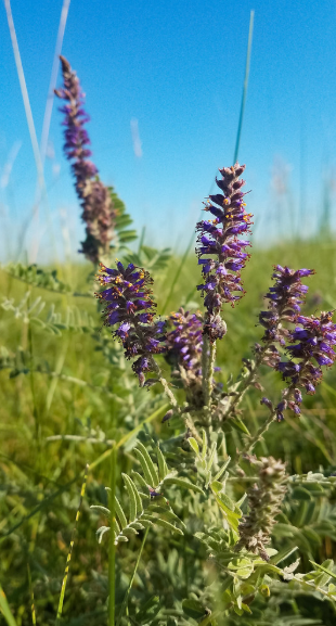 Leadplant