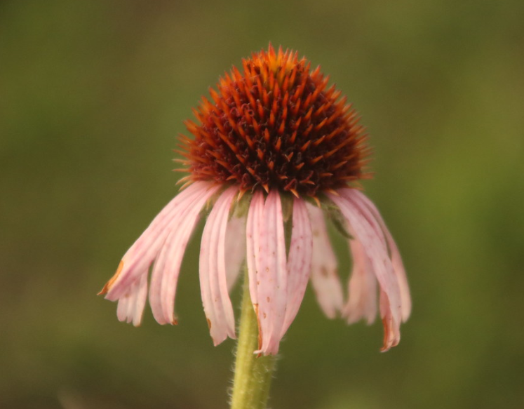 Narrow-leaved Purple Coneflower