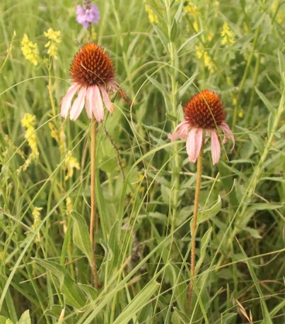 Narrow-leaved Purple Coneflower