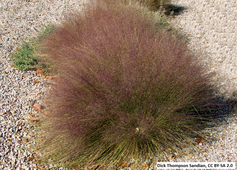 Undaunted Ruby Muhly Grass