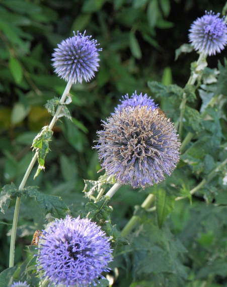 Globe Thistle