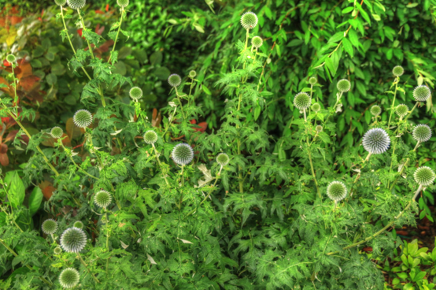 Globe Thistle