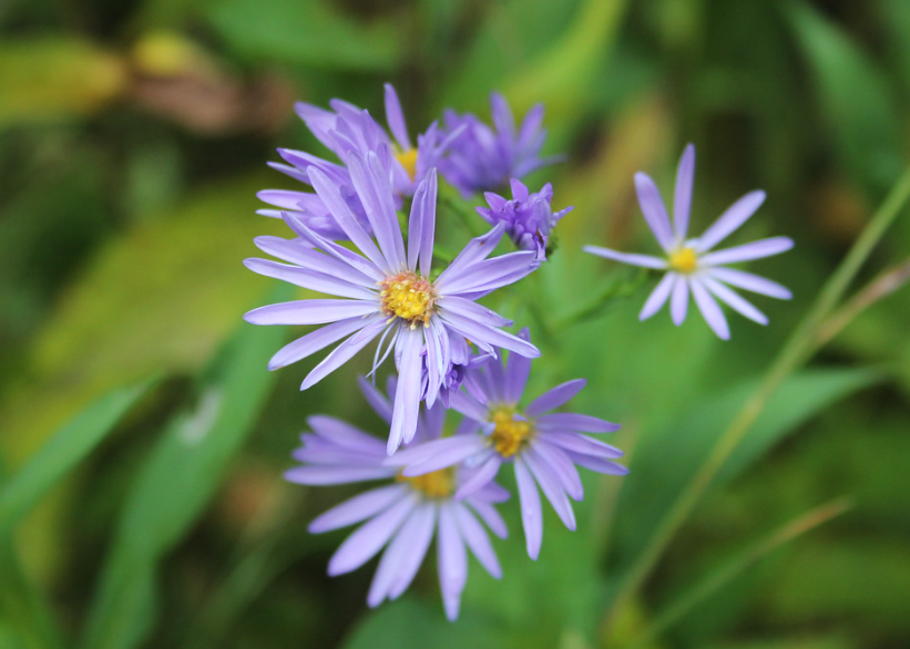 Smooth Blue Aster