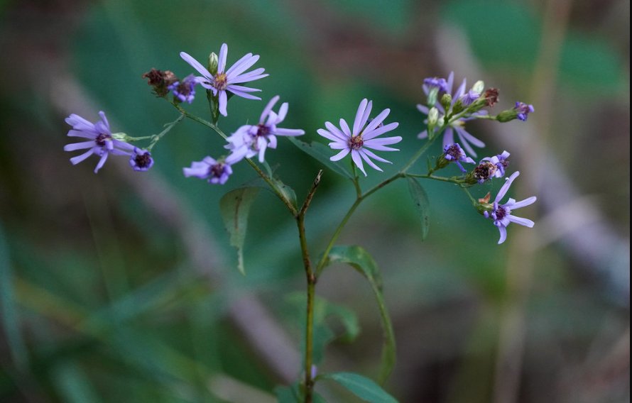Smooth Blue Aster
