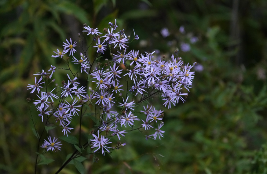 Smooth Blue Aster