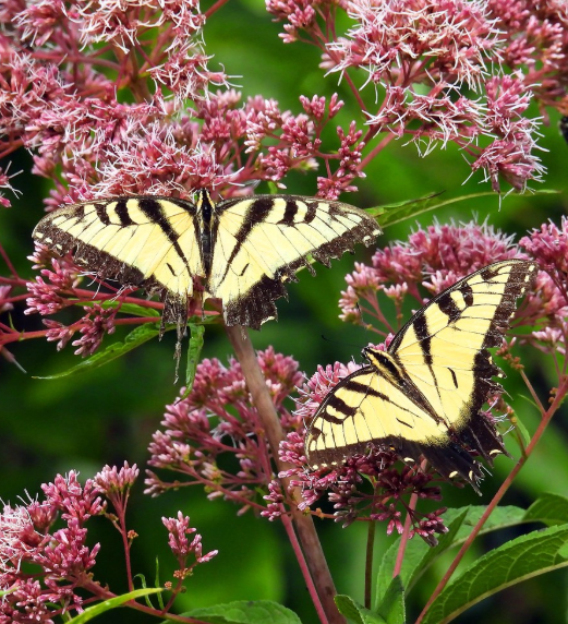 Spotted Joe Pye Weed