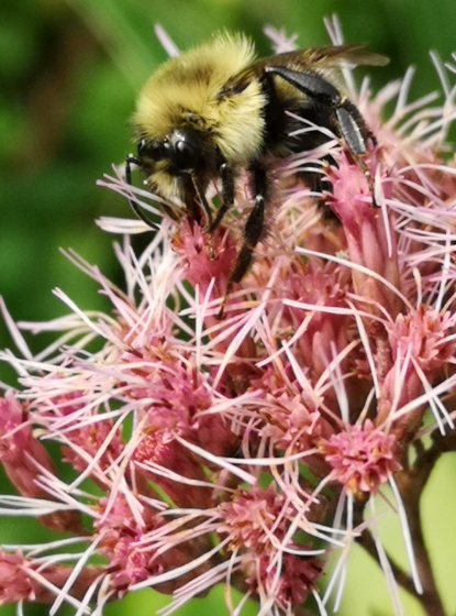 Spotted Joe Pye Weed