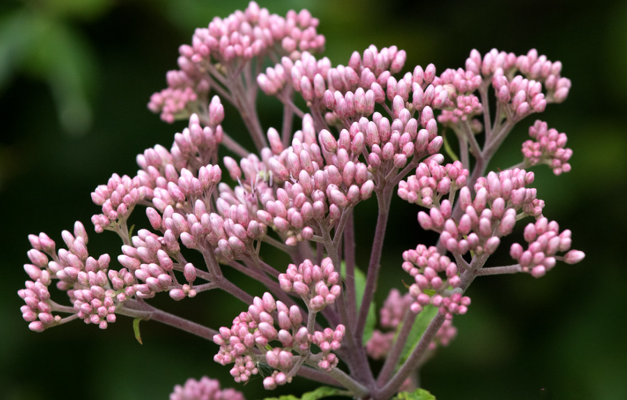 Spotted Joe Pye Weed