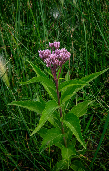 Spotted Joe Pye Weed
