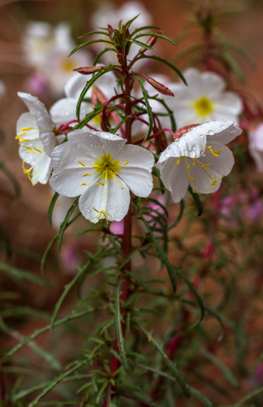 Pale Evening Primrose