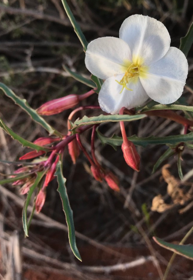 Pale Evening Primrose