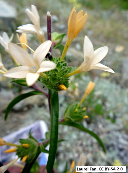 Large-Flowered Collomia