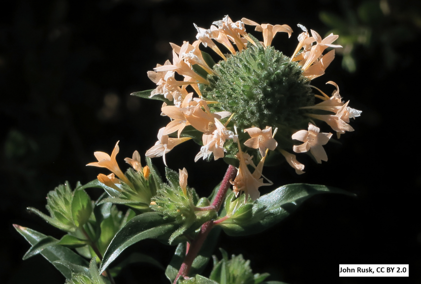 Large-Flowered Collomia