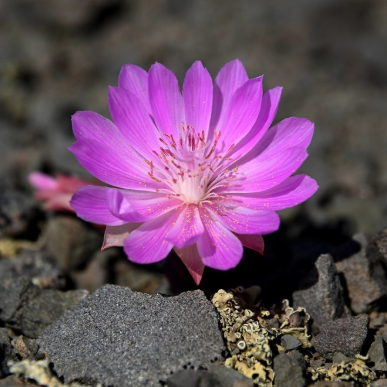 Bitterroot